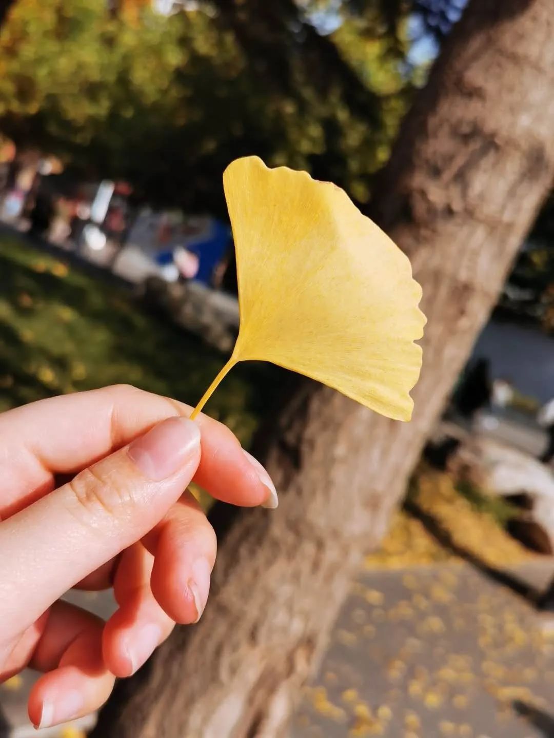 毕业季我的初中生活,毕业季我和我的校园时光