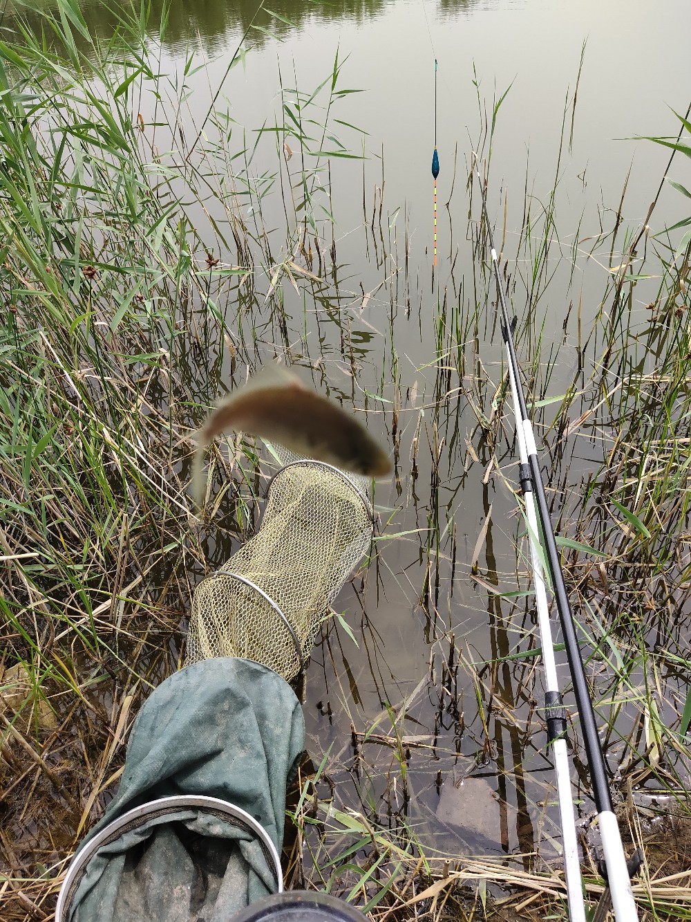 野钓水底有水草调漂最佳方法,野钓水底有枯水草