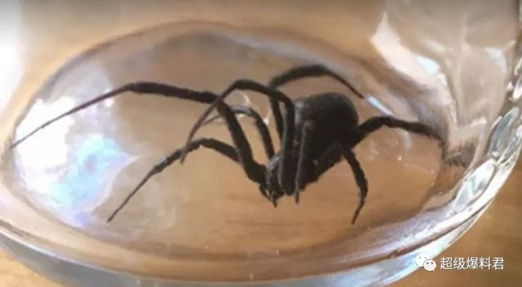 全球十大危险有毒动物,加拿大毒虫名单