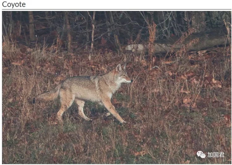 全球十大危险有毒动物,加拿大毒虫名单