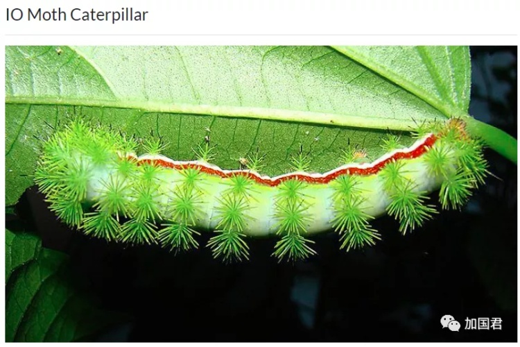 全球最毒的十大毒动物,加拿大最可怕的蛇