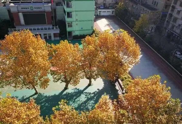 南师附中江宁分校理科状元,南师附校高考状元