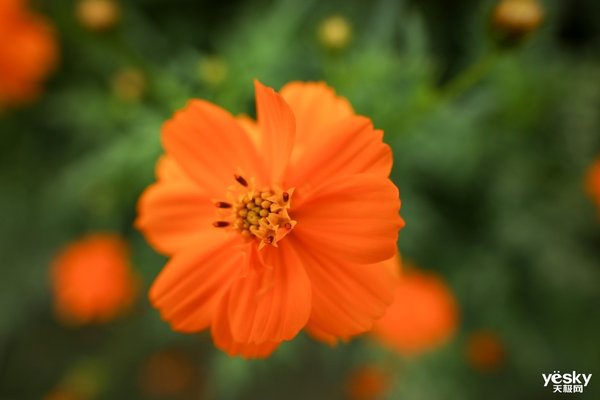 挂机Rf镜头推荐,佳能rf挂机镜头拍视频