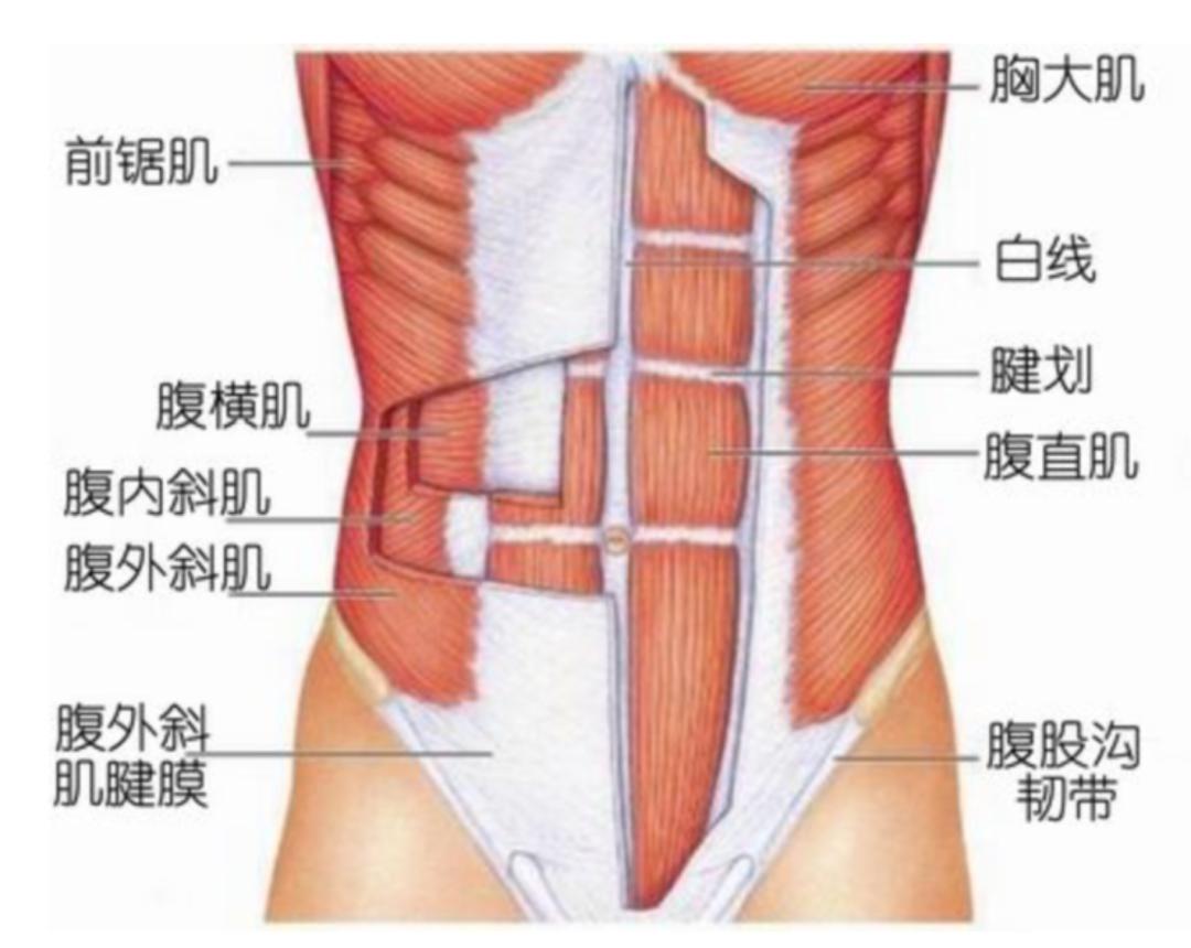 马甲线教程视频动作要领,腰腹肌训练马甲线要领