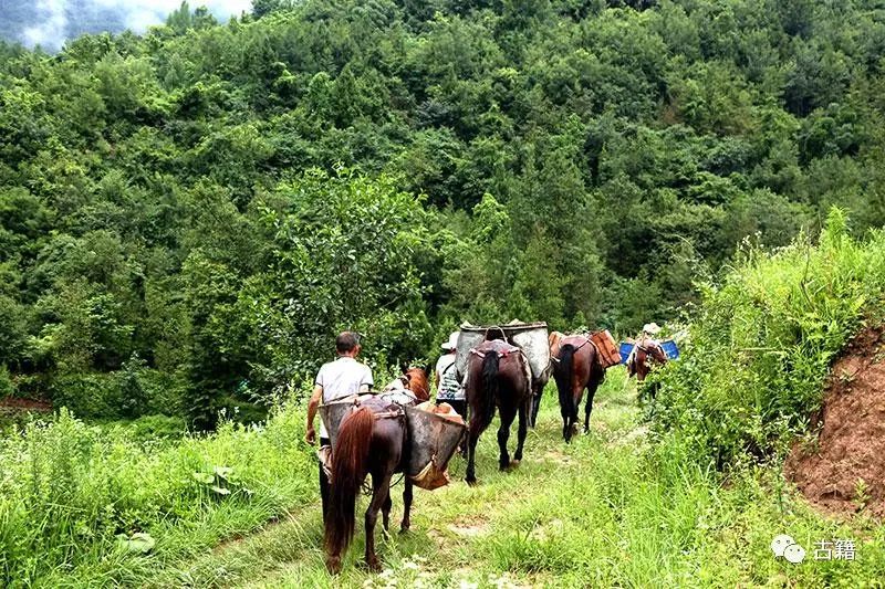普洱老茶拍卖价目表,十大顶级普洱生茶拍卖价