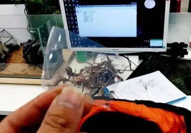 杜鹃根自然风格造景,杜鹃根原始森林造景