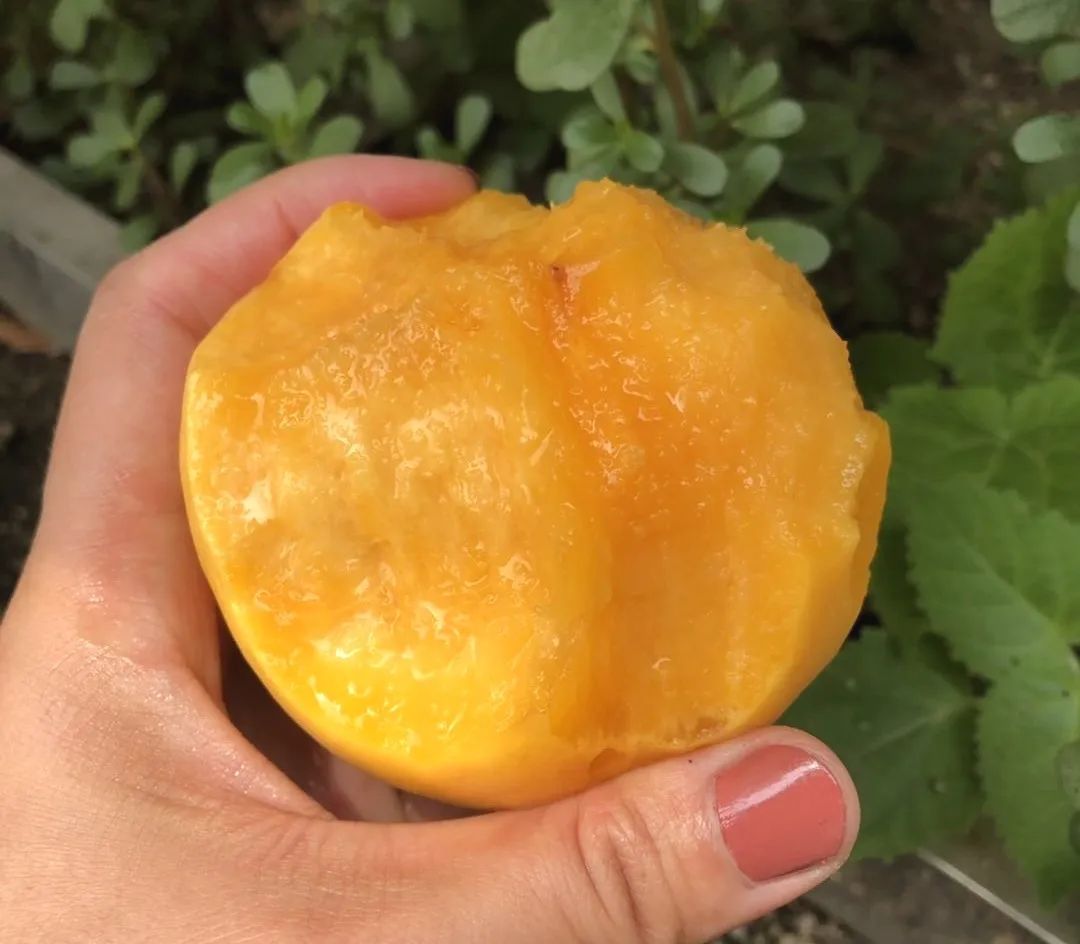 16°香甜，一*爆口**汁，称霸整个夏天的“蜜桃之王”来了