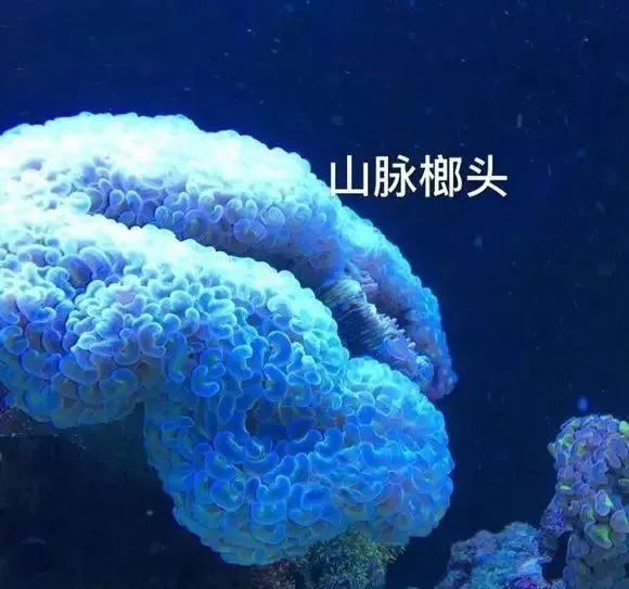 活珊瑚的正确养殖方法,姬珊瑚的养殖方法和注意事项