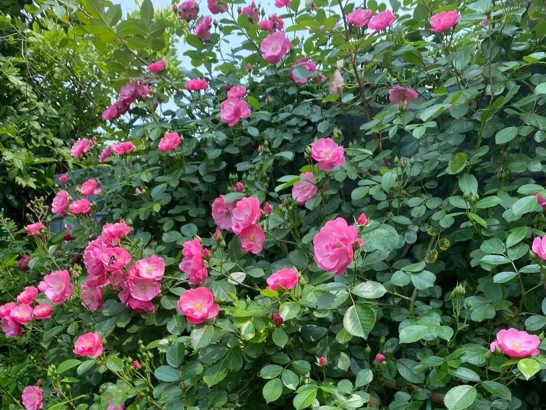 石康作品青春三部曲,石康谈奋斗