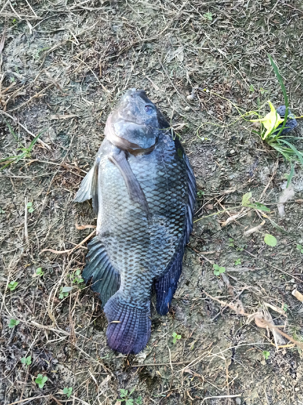 开局即是巅峰第6集,开局即巅峰完整版