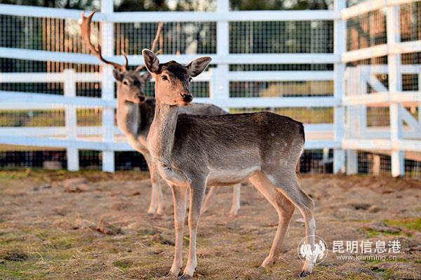 恒大养生谷昆明嘉丽泽规划,昆明嘉丽泽区养生谷