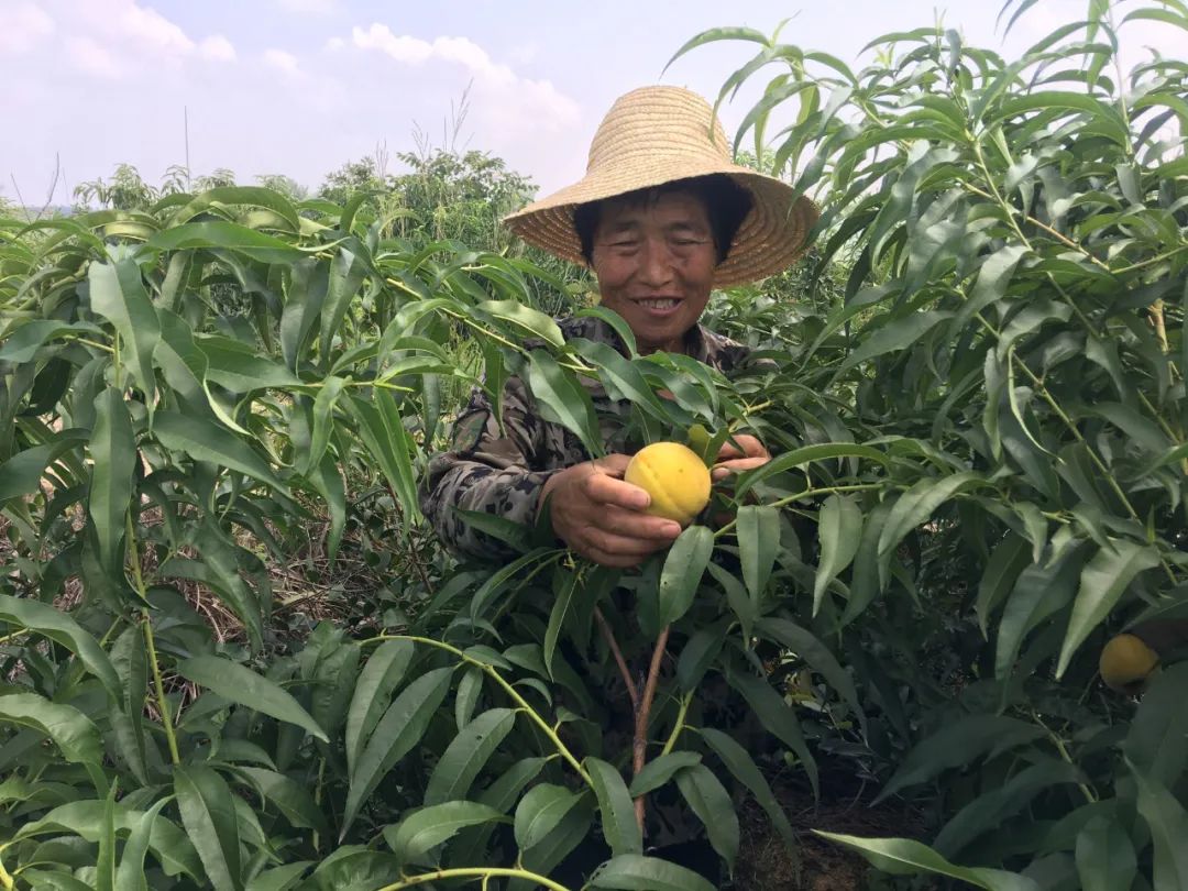 16°香甜，一*爆口**汁，称霸整个夏天的“蜜桃之王”来了
