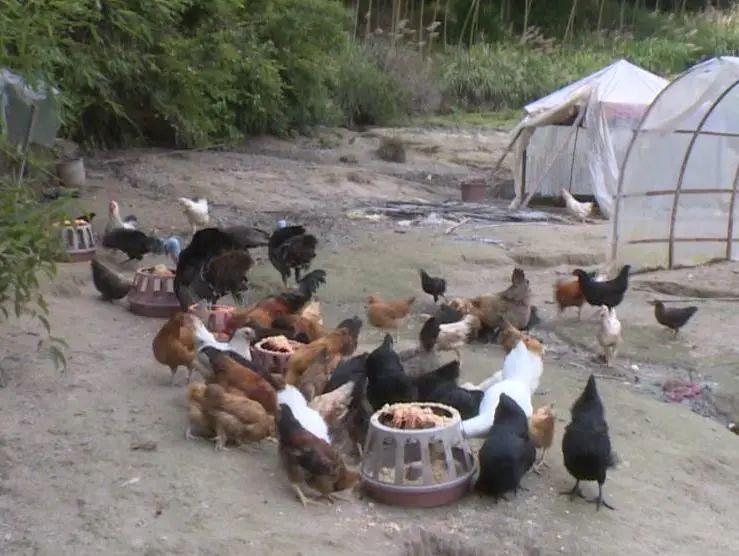 农村带货致富新方式,带货扶贫增收方法