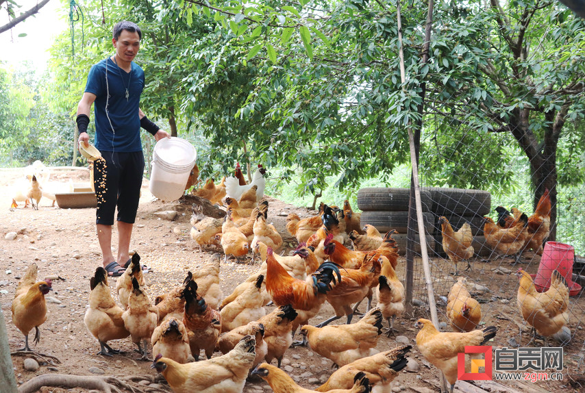 脱贫户发展养殖产业帮扶政策,济南农村致富创业养殖好项目