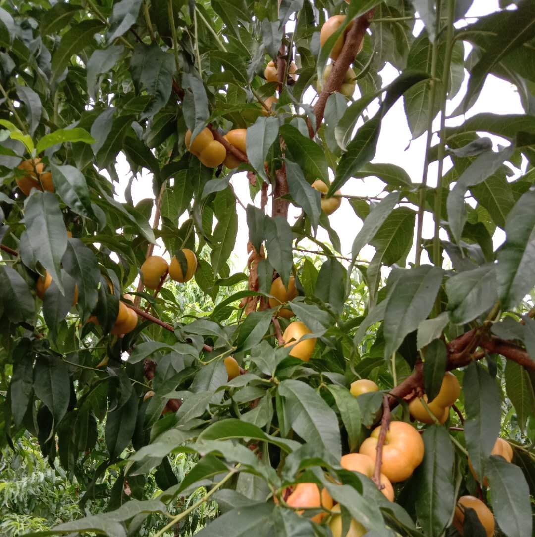 大农户自制辣椒水灭虫配方,阳台种菜自制辣椒水防虫