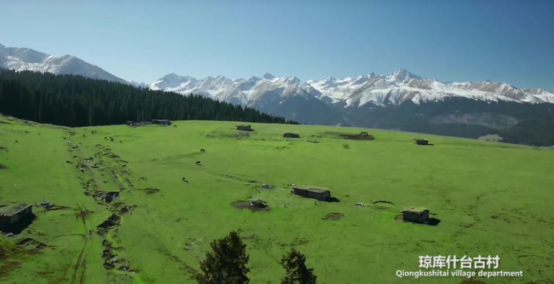 新疆伊犁昭苏油菜花几月开,大美新疆昭苏特克斯油菜花