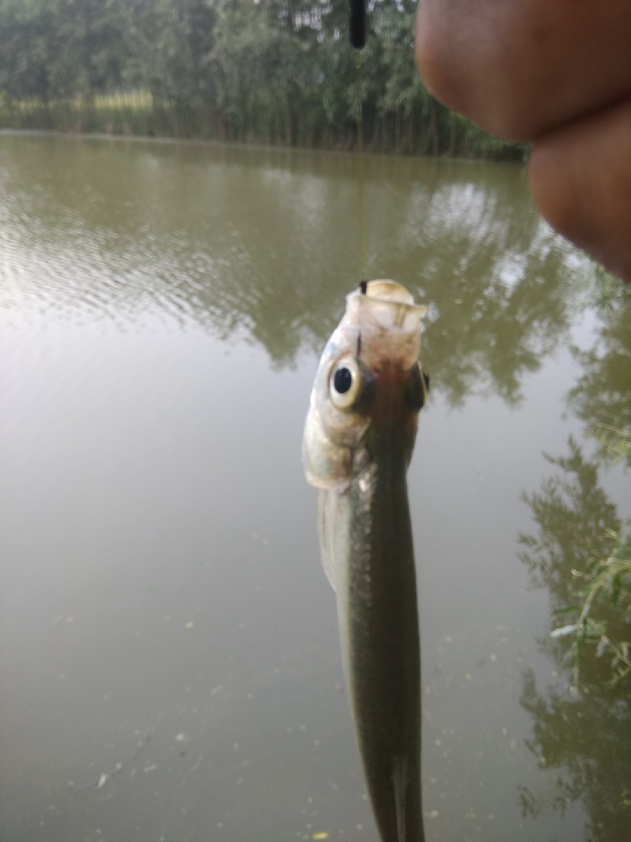 野钓鲫鱼浮漂上顶不中鱼什么原因,野钓鲤鱼浮漂上顶不中鱼咋回事