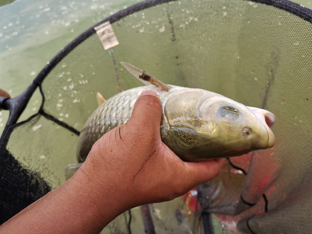 灏忓悍鍝ヤ竾宄版箹閽撻奔 (灏忓悍鍝ユ帰閽撲竾宄版箹)