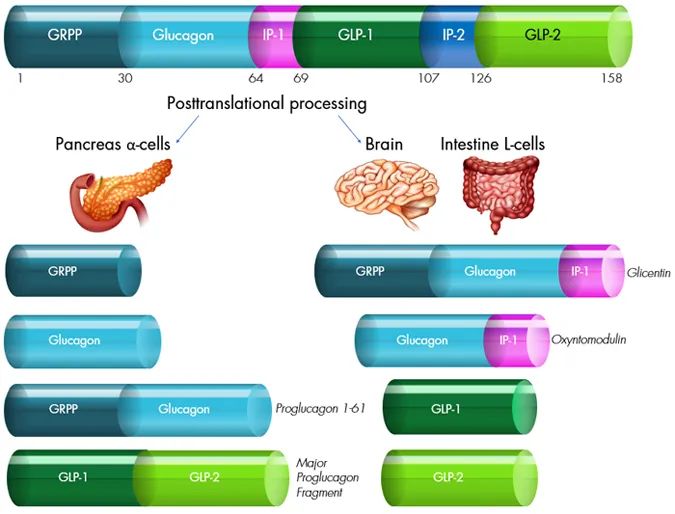 糖尿病发病机理及调节血糖的物质,糖尿病临床表现及生理学机制
