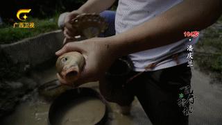 牛胃里的草叫什么,牛胃里的牛草黄