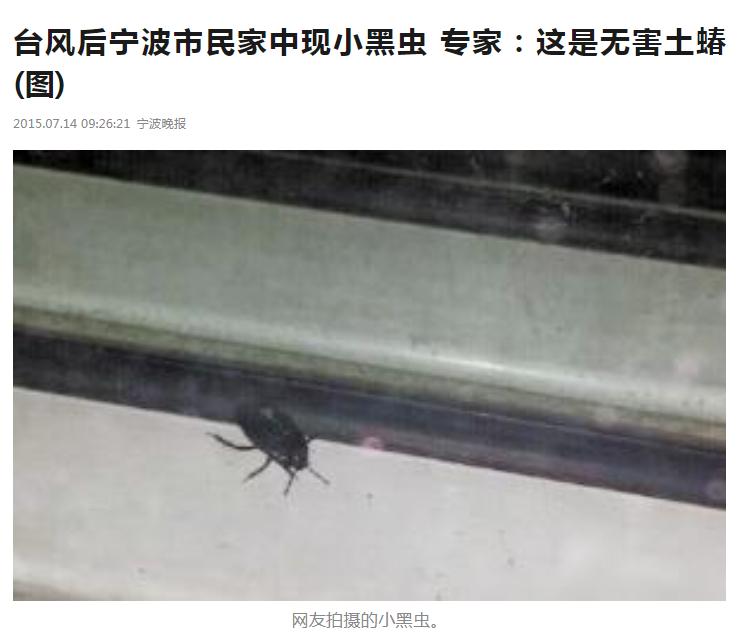 肉眼很难看到的小黑虫子,常见的小黑虫