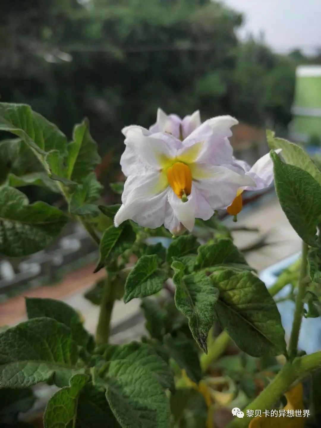 贝壳鞋搭配女生夏天裙子,贝壳分享好物