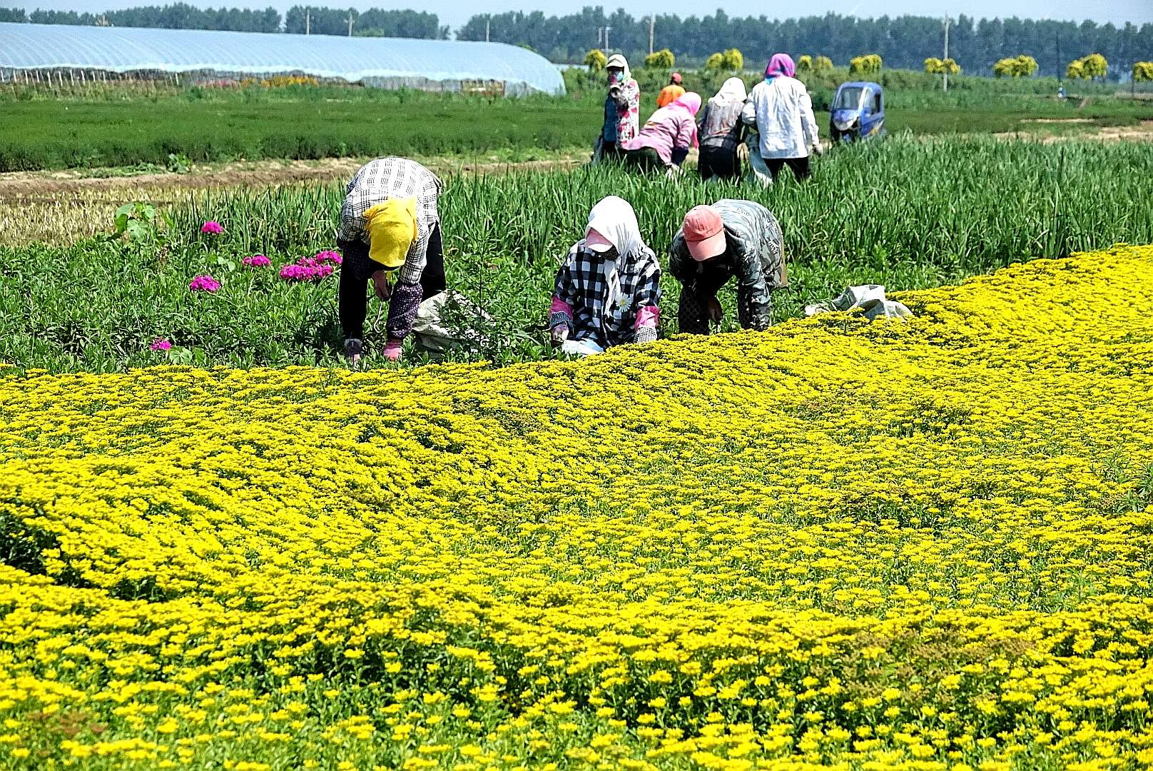 百花绽放风景秀丽,花田小镇风景区