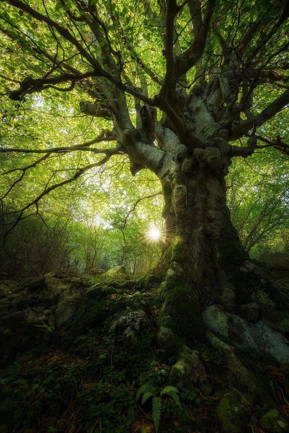 全世界最绿的50张照片