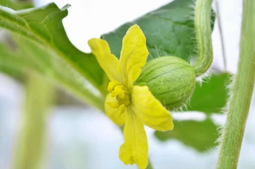 西瓜水果的形态,四倍体西瓜长什么样