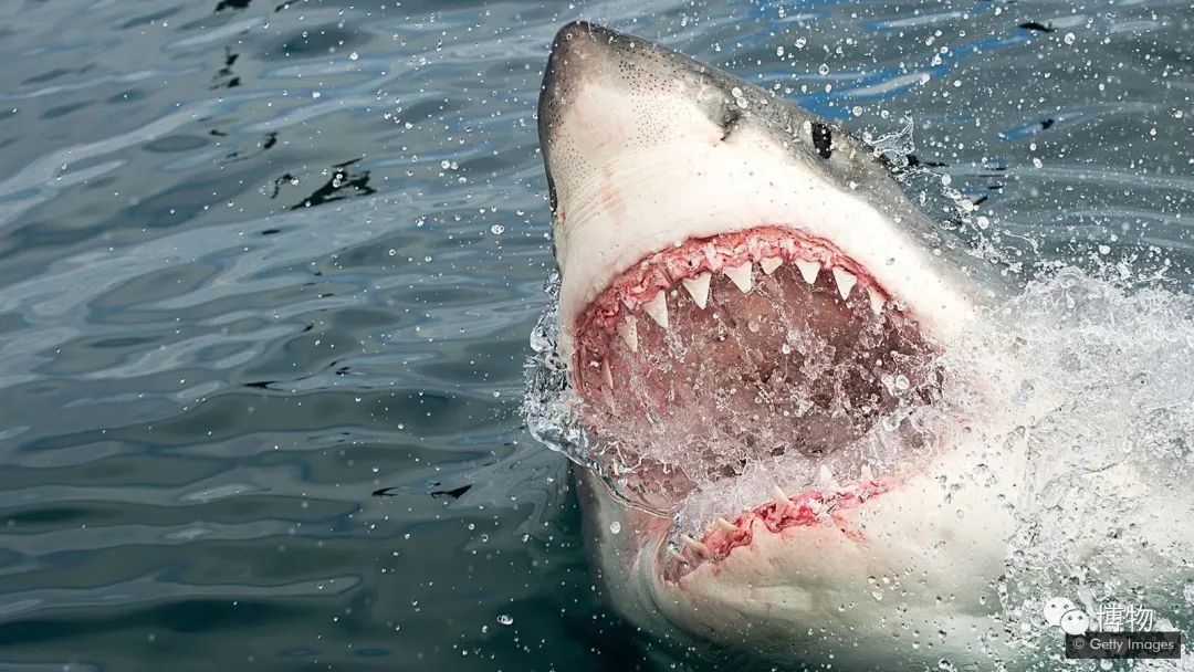 虎鲸炫耀食物,虎鲸饿到亲戚都吃什么