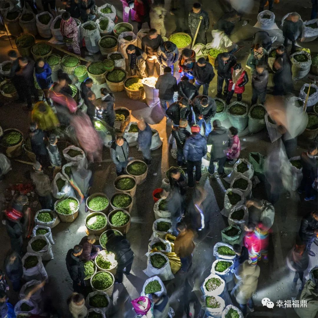 茶林套种黄豆,茶林套种