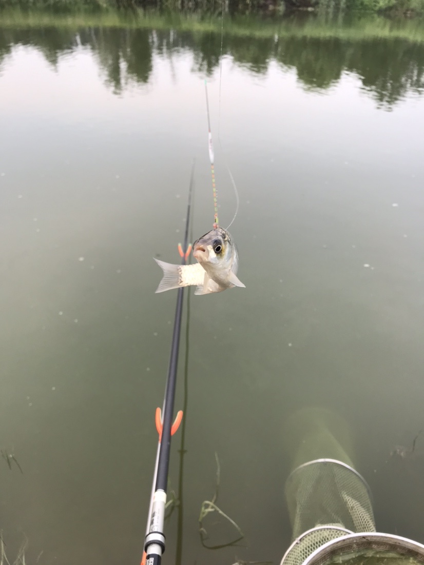 晨钓的收获还是不错的,温榆河钓鱼