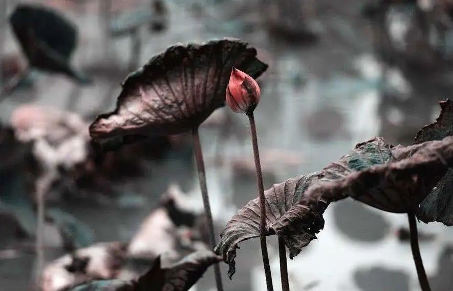 荷花的成语和古诗,荷花的古诗和成语