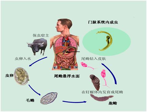抗洪安全小贴士,超全防汛小知识赶紧收藏