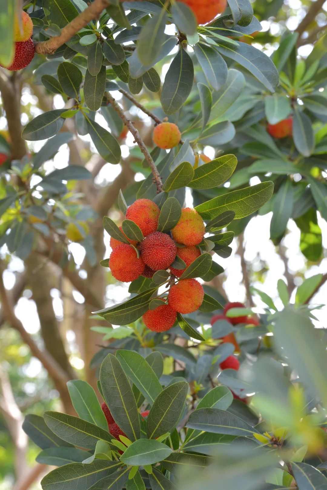 走进乡镇群众乐享文化大餐,百姓文化云上蔡