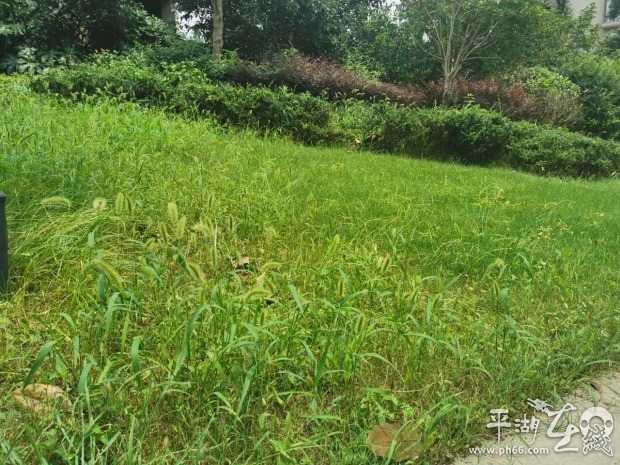 杂草丛生物业清理,小区杂草丛生物业不管怎么办