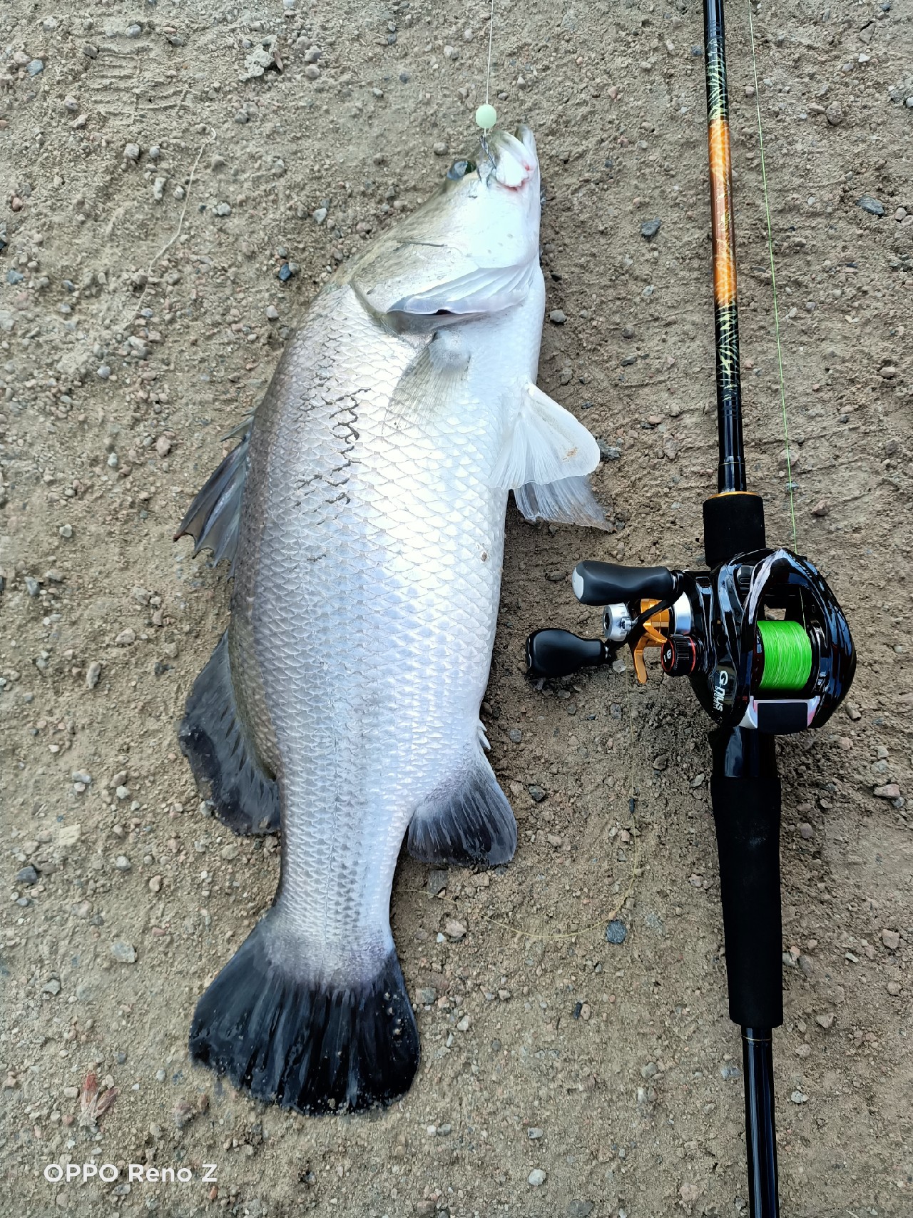 海钓初级篇新手进来看一看,海钓场专攻腊鱼教学