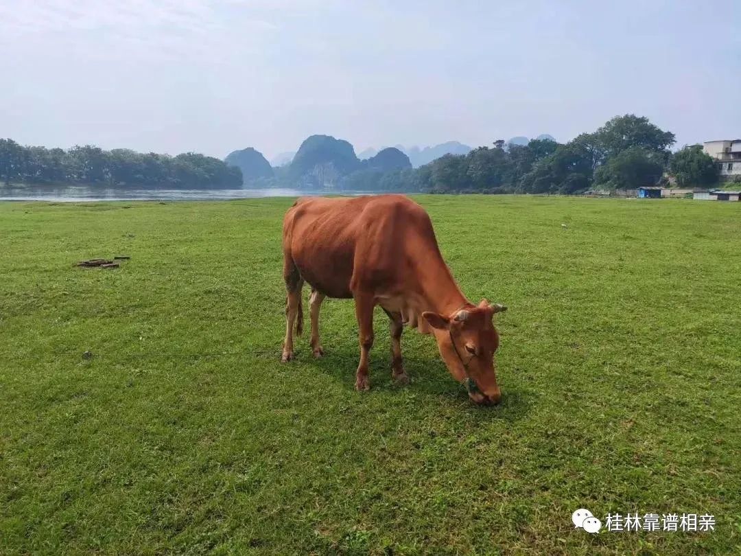 全是帅哥美女!周日,漓江边的这场浪漫单身Party怕是要火,快报名