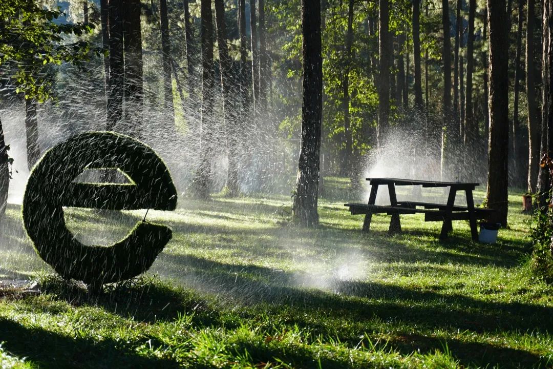 石屏龙韵养生谷干巴菌,云南石屏龙朋干巴菌节