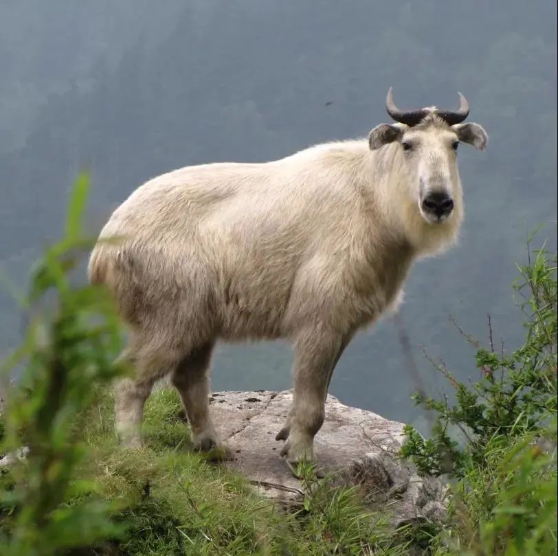 陕西省西安市大唐芙蓉园,西安大唐芙蓉园景观