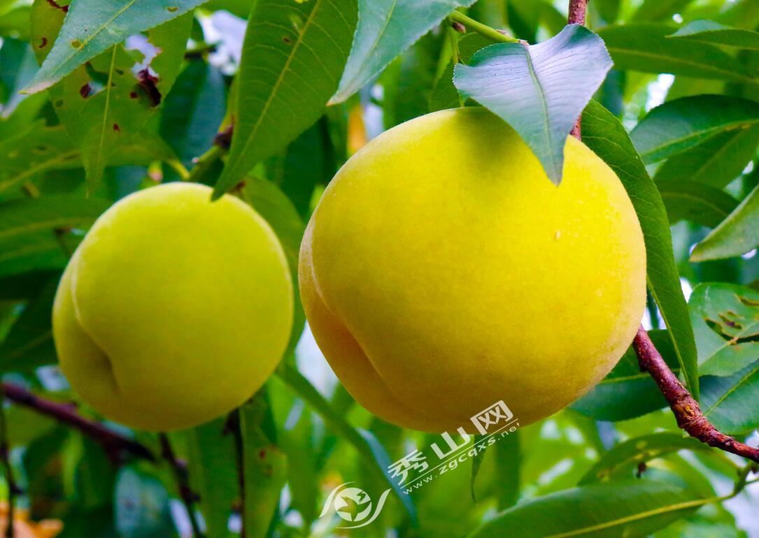 本周六，秀山融媒体中心邀您去维刚黄桃园吃黄桃