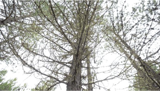 松茸比普通菌类贵多少,最好的松茸是哪里的