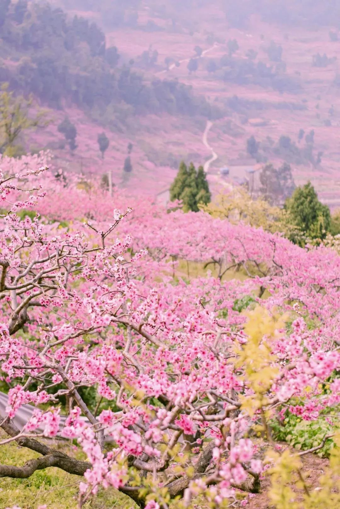 成都免费游玩景点推荐,成都景点免费门票一览表