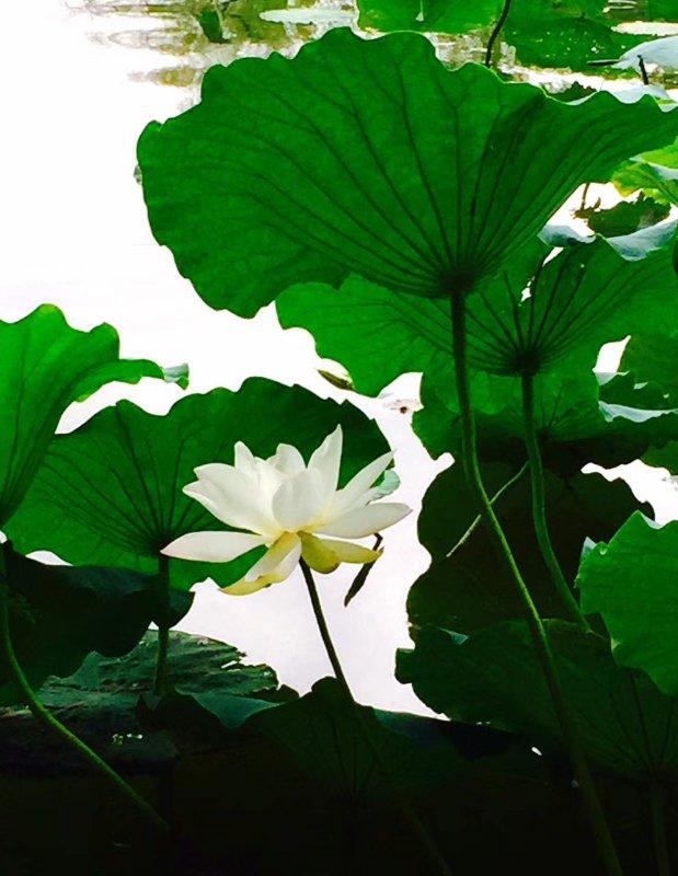 又到送寒衣时节,又到了送郁金香的季节