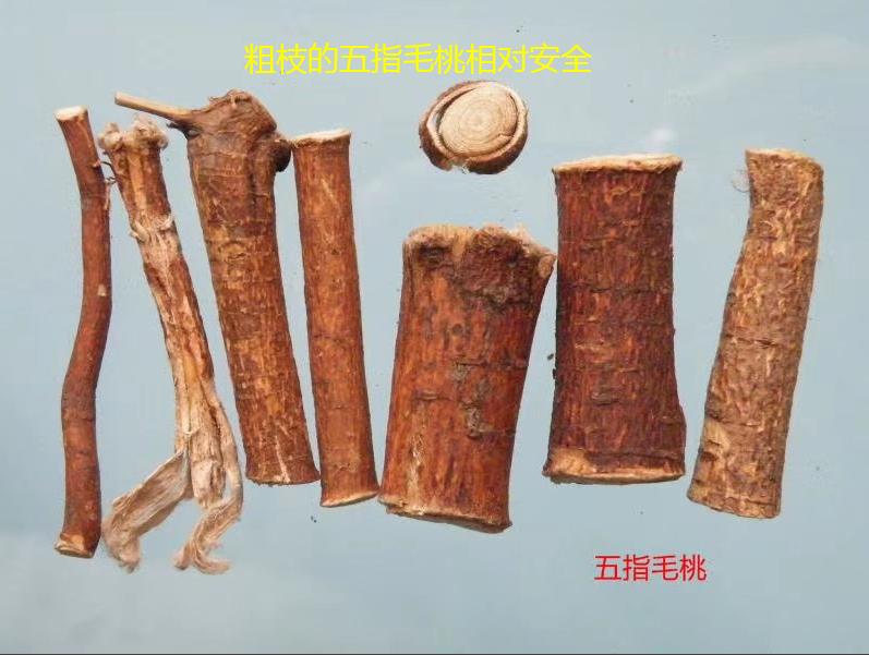 五指毛桃汤什么人不宜饮,五指毛桃汤的中毒症状