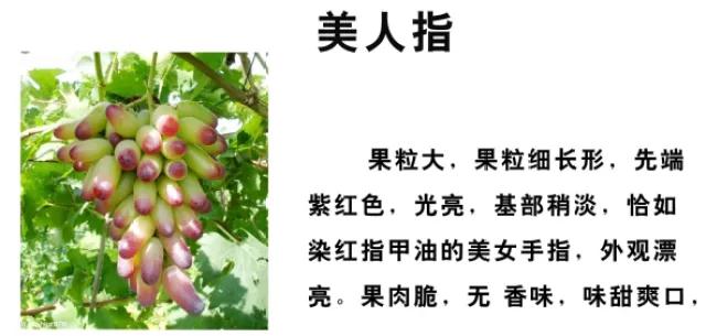 张裕瑞那城堡酒庄葡萄的酿制过程,咸阳张裕瑞那城堡酒庄体验酿酒