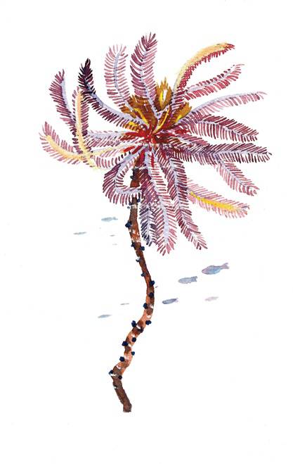 海洋护肤成分,深海植物护肤精粹