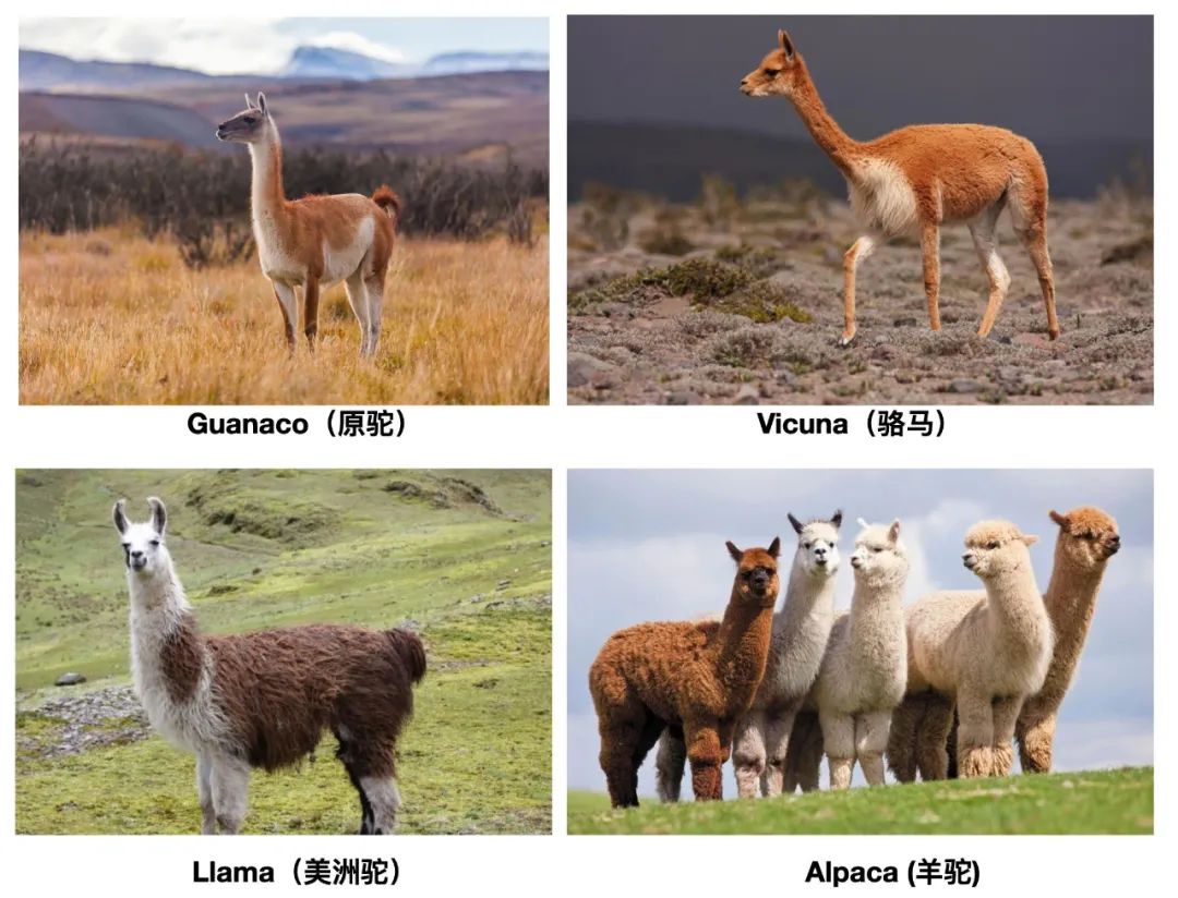 羊驼又叫什么神兽,羊驼为什么会排在十大神兽里