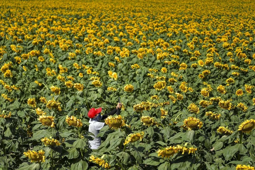 中国人嗑瓜子简史,中国人嗑瓜子教程