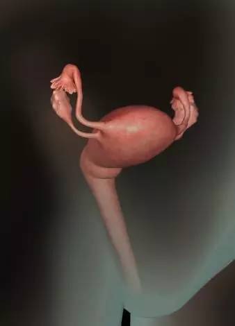 宝宝在子宫会无聊吗？看看胎儿在子宫内都干些什么